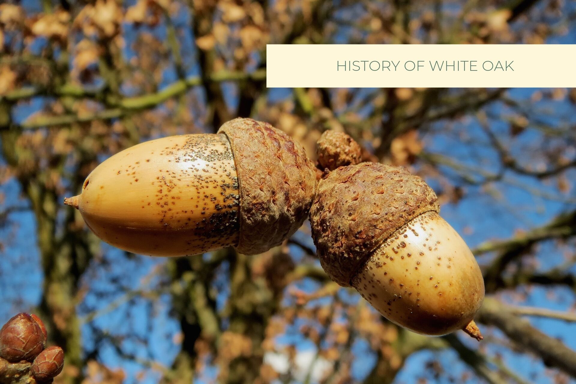 history-of-white-oak